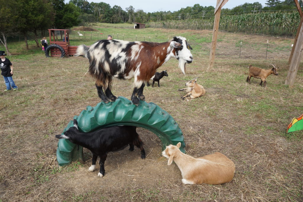 Goats at Cox Farms. Photo by Michiko Yoon.