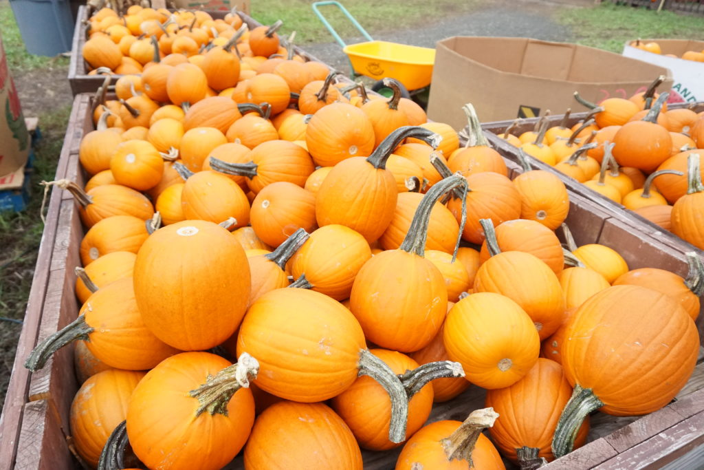 Pumpkins at Cox Farms. Photo by Michiko Yoon